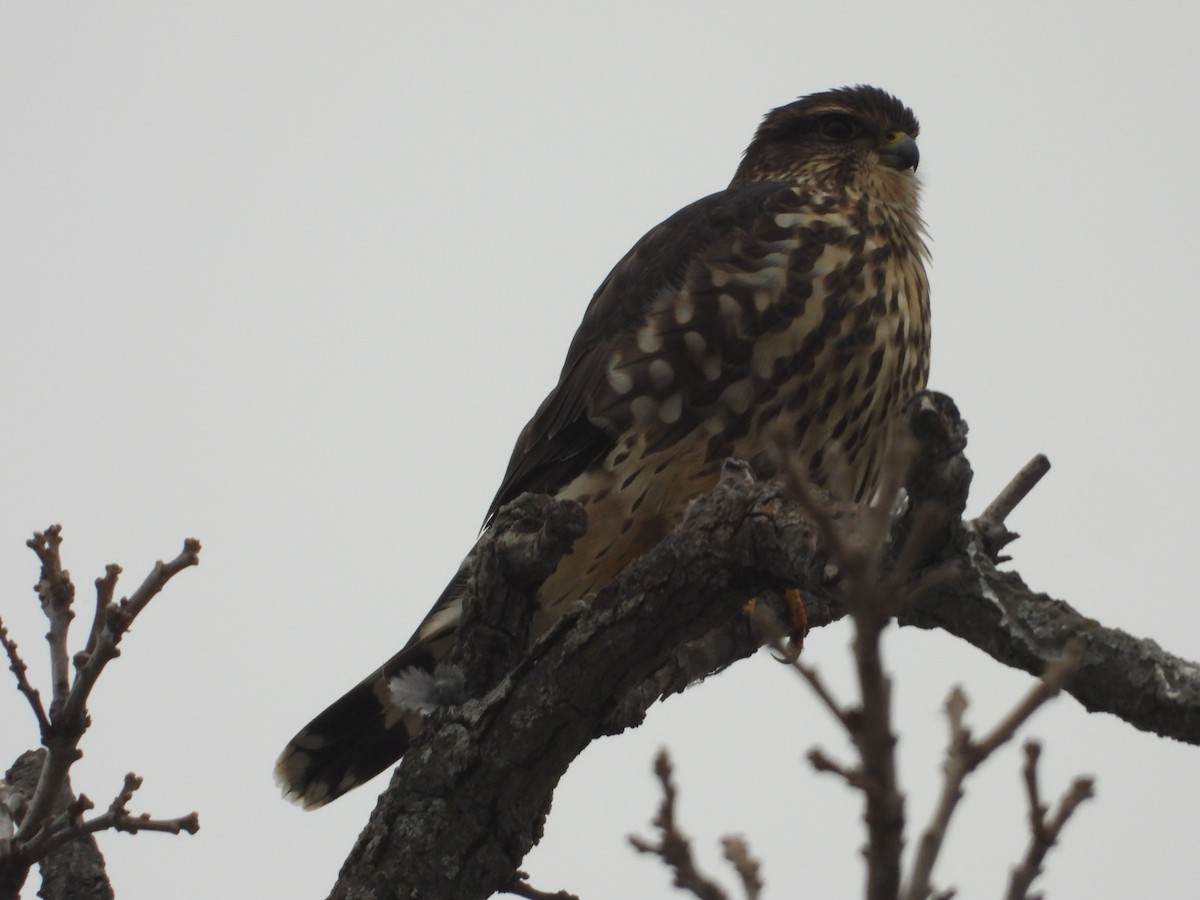 Merlin - ML647531967