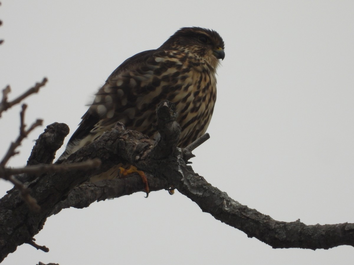 Merlin - ML647531968