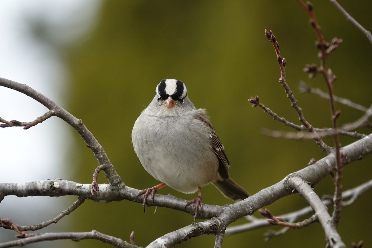 Porsuk Serçesi - ML647531980