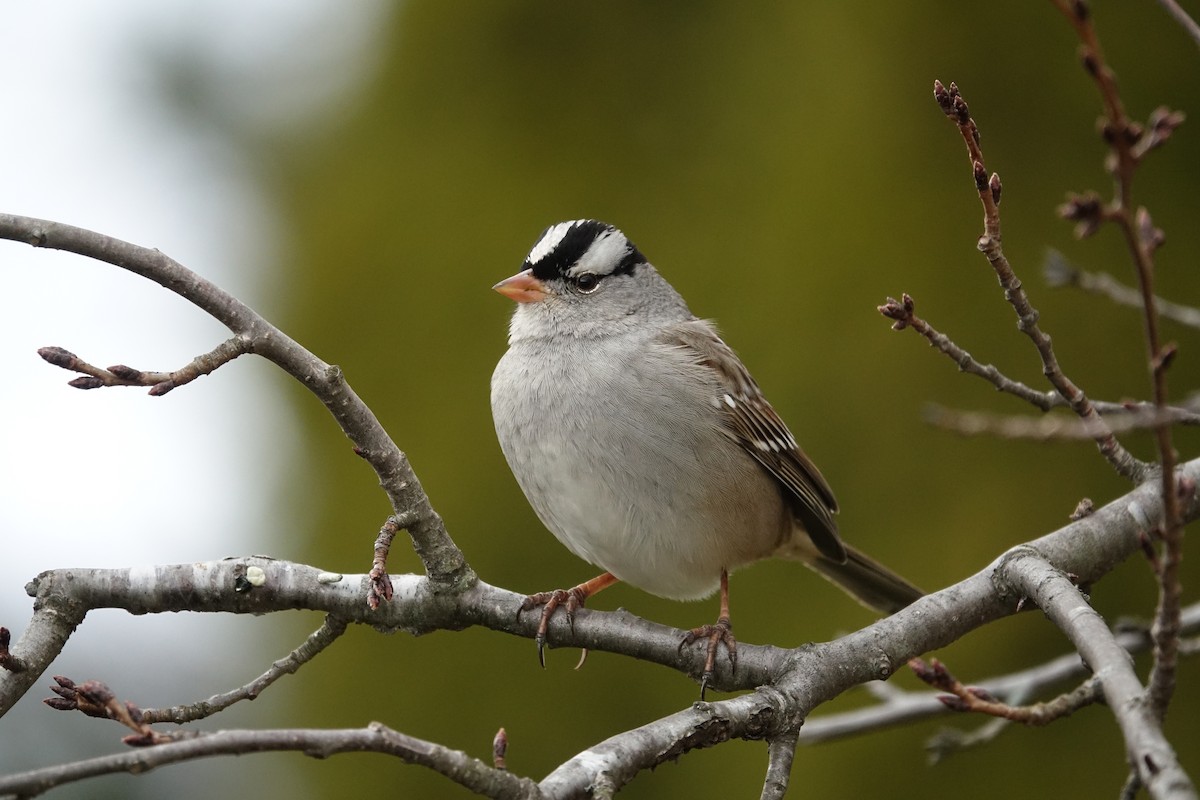 Porsuk Serçesi - ML647531981