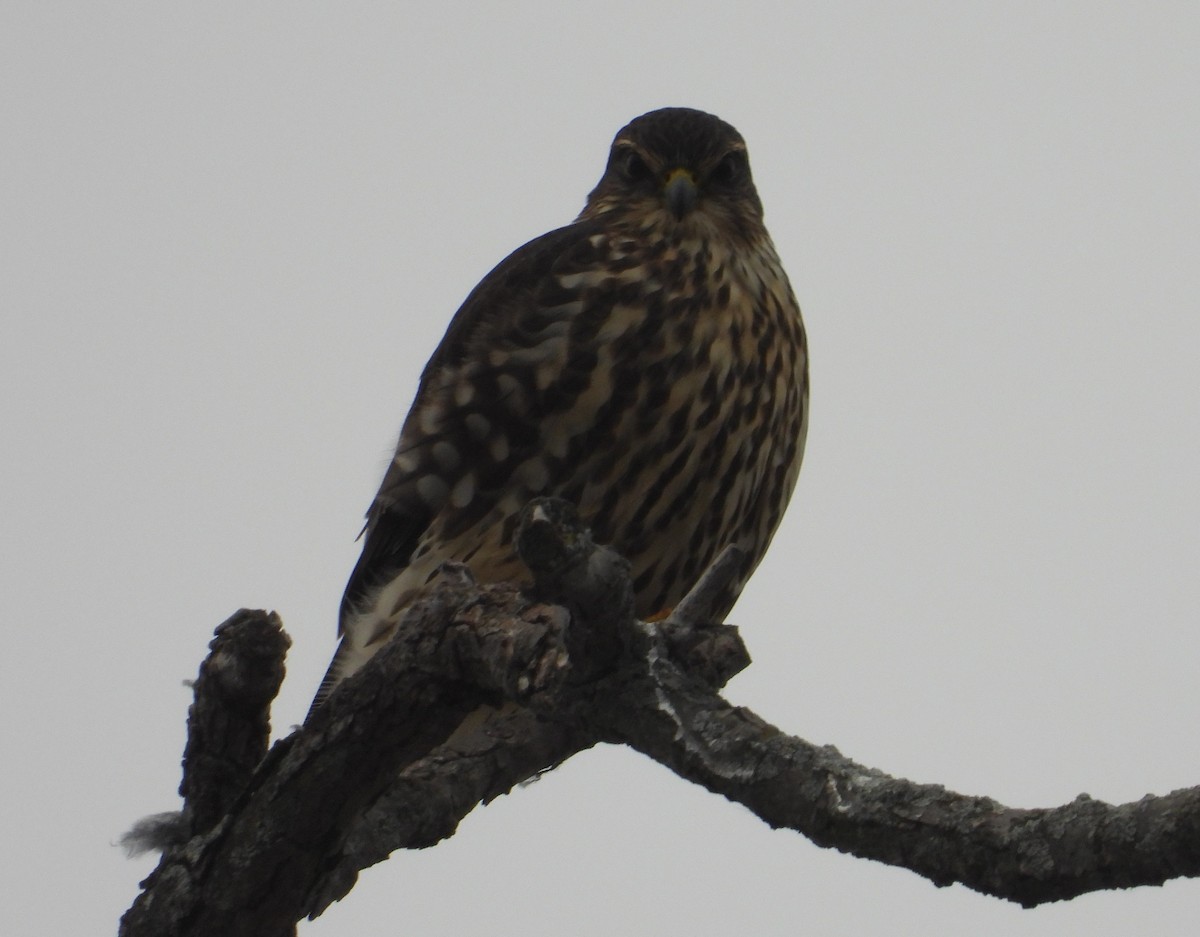 Merlin - ML647531984