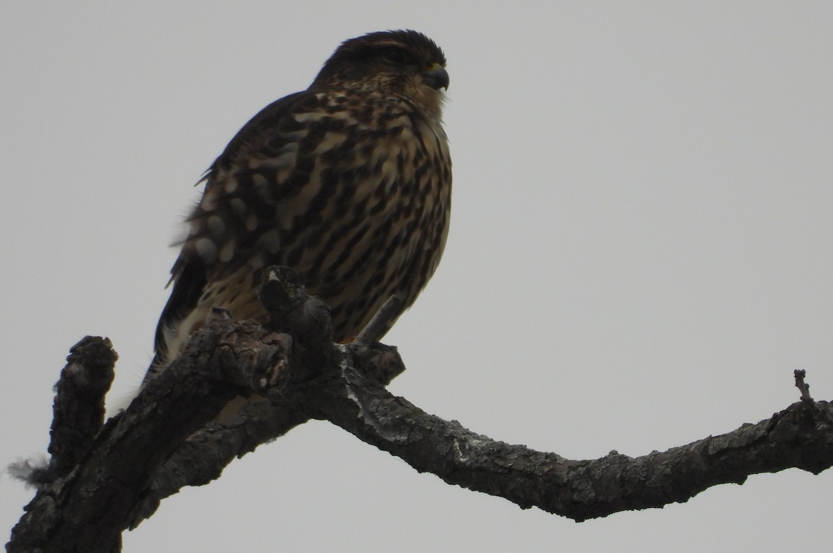 Merlin - ML647531985