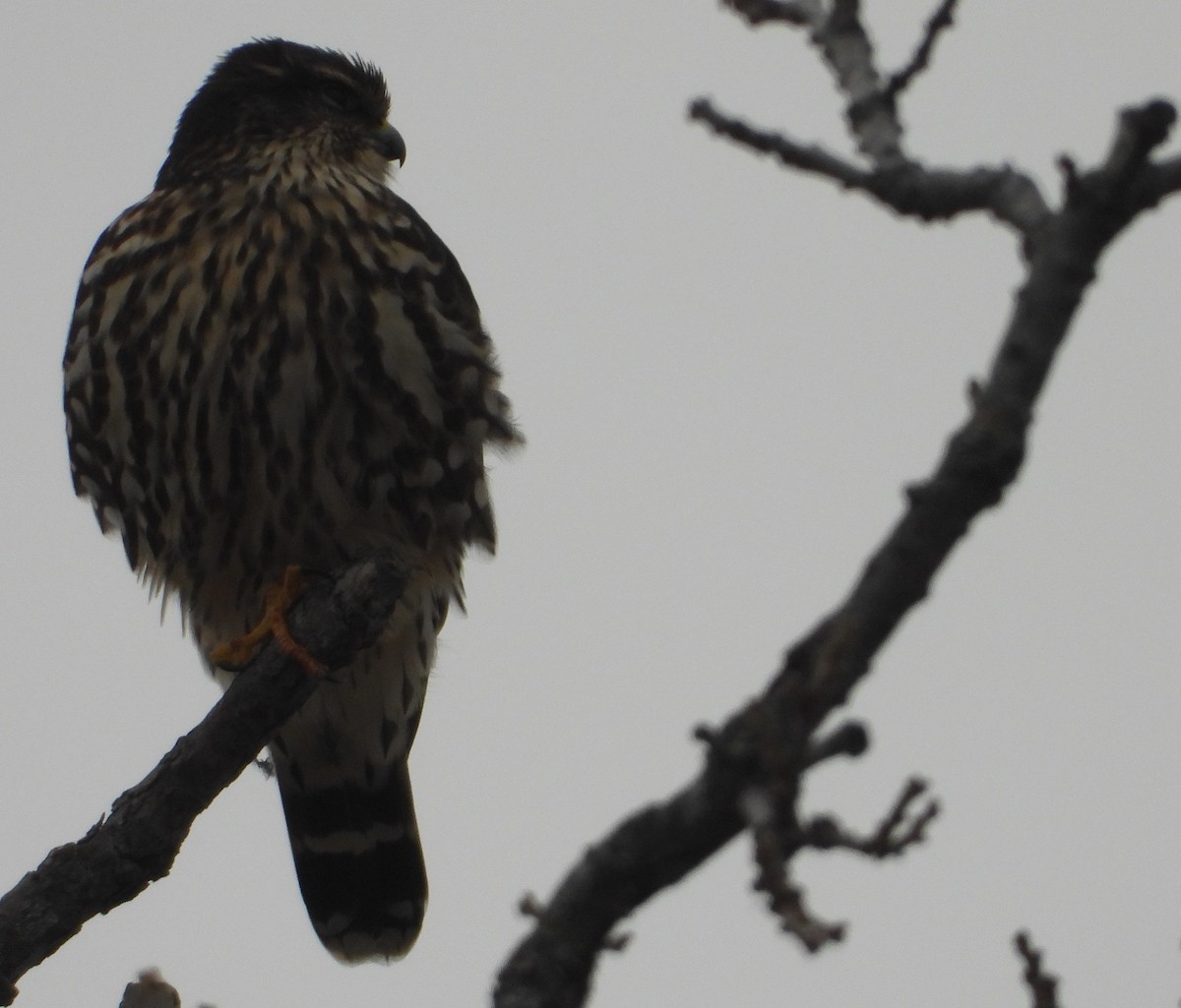 Merlin - ML647531986