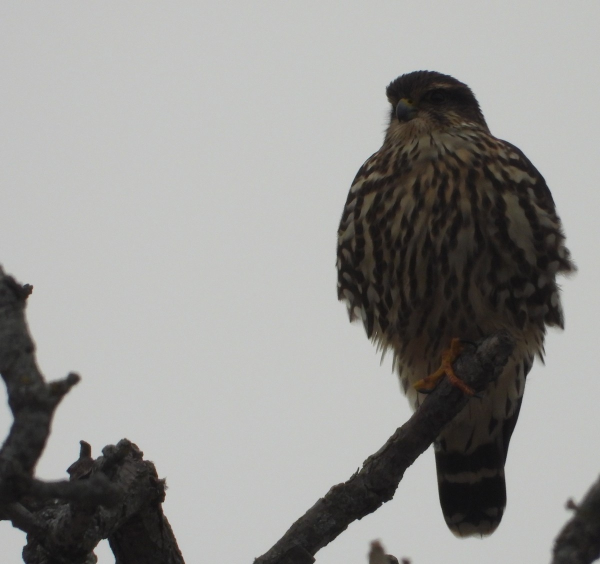 Merlin - ML647531987