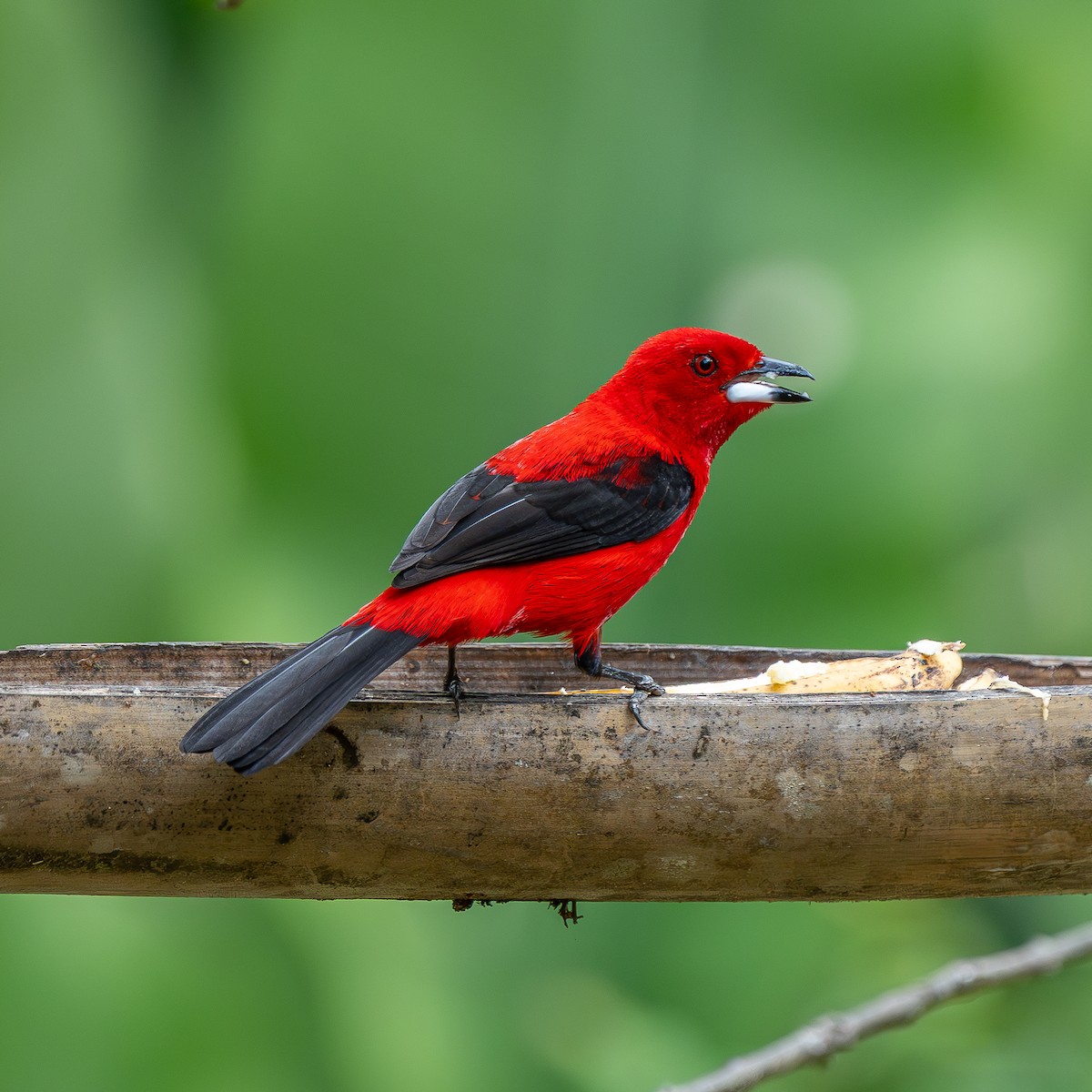 Brazilian Tanager - ML647531991