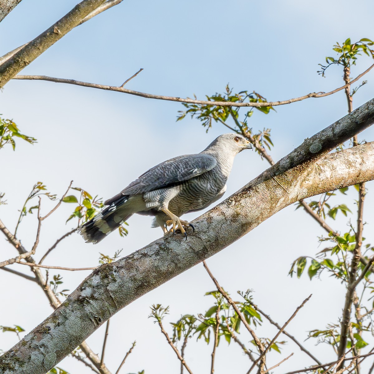 Gray-lined Hawk - ML647531994