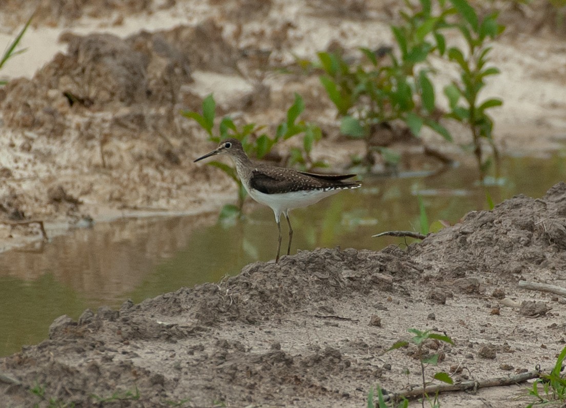 Solitary Sandpiper - ML647531999