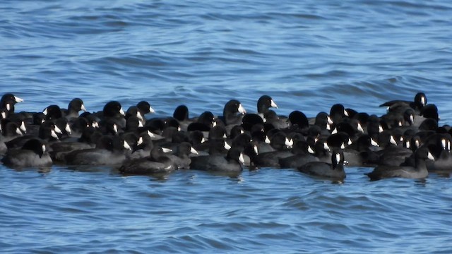 American Coot - ML647532006