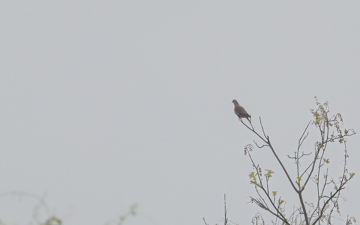 Pale-vented Pigeon - ML647532007