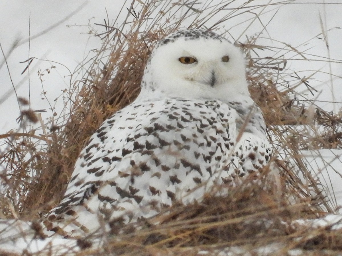 Snowy Owl - ML647532009