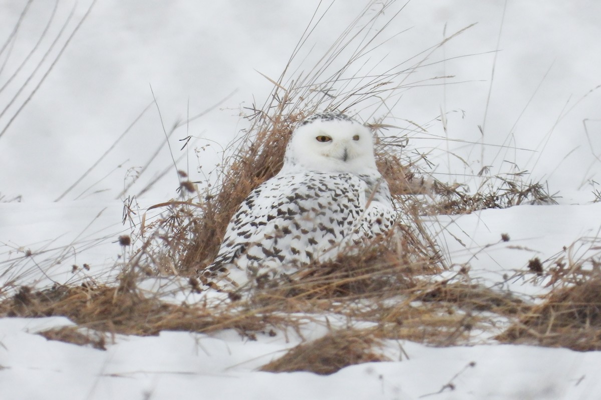 Snowy Owl - ML647532011
