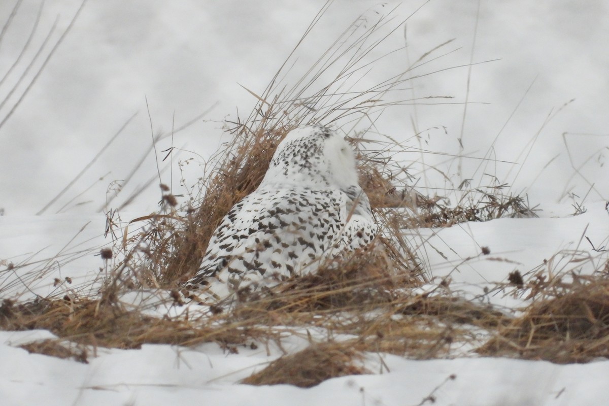 Snowy Owl - ML647532012