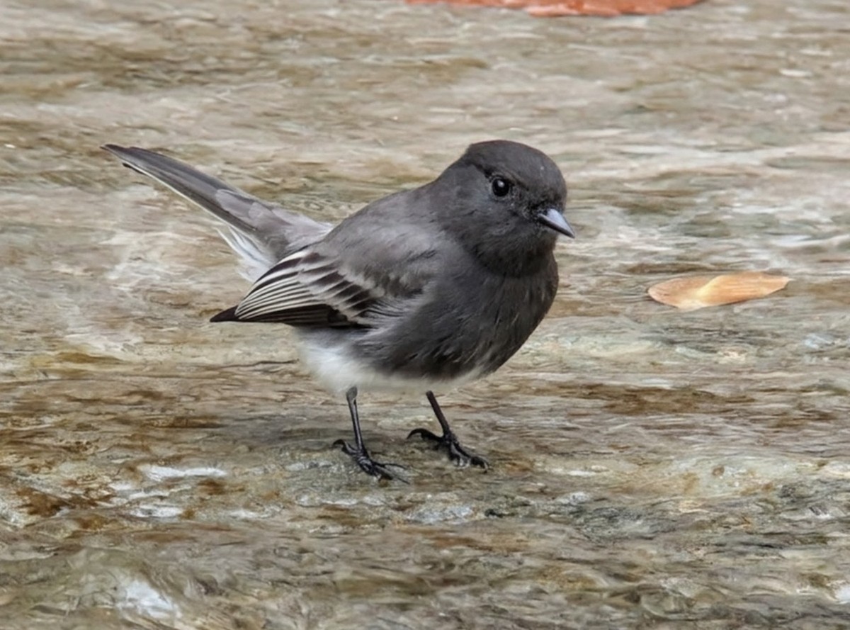 Black Phoebe - ML647532023