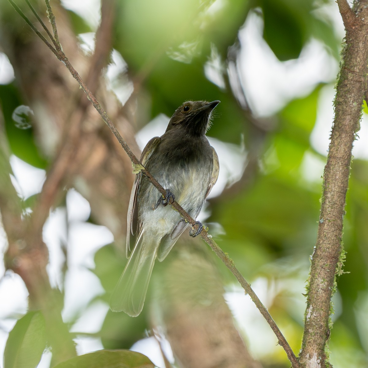 Pale-bellied Tyrant-Manakin - ML647532027