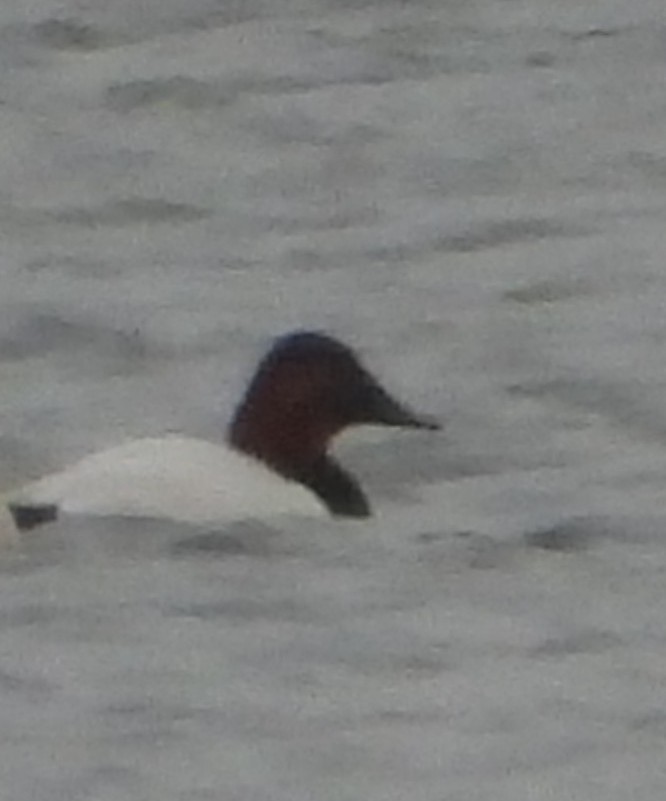 Murgilari bizkarzuria - ML647532028