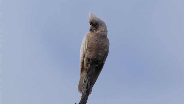 Western Corella - ML647532031