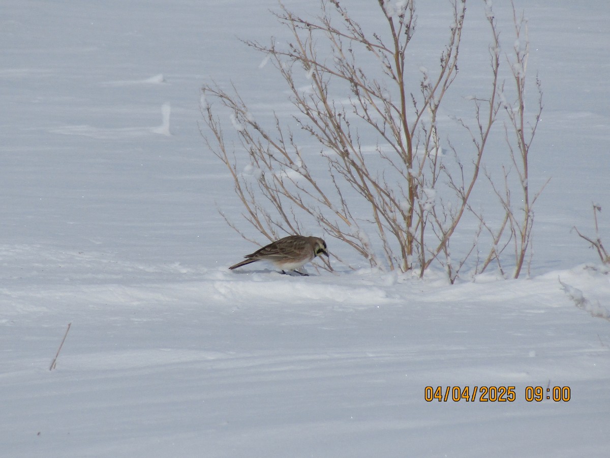 Жайворонок рогатий - ML647532035