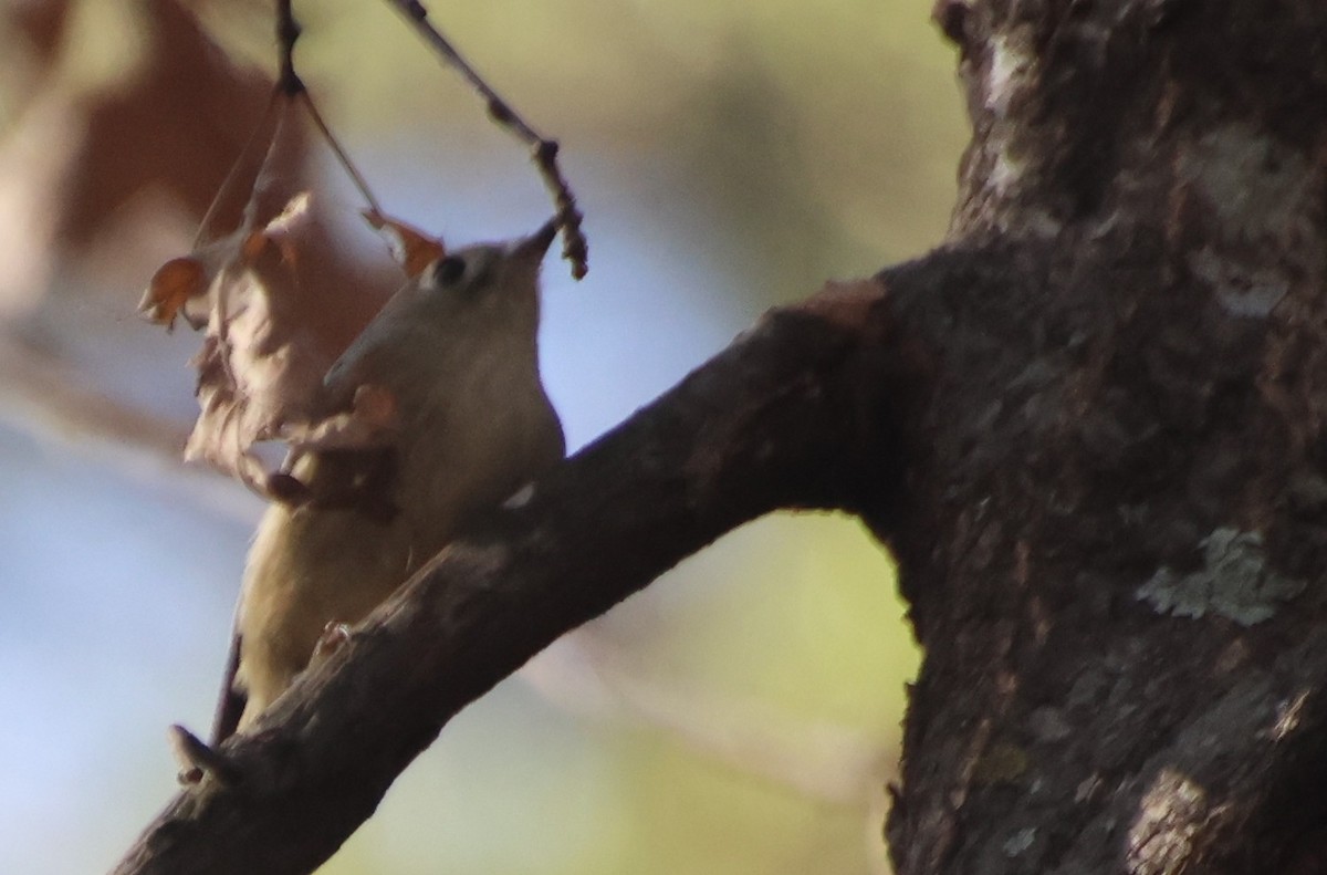 králíček americký - ML647532038