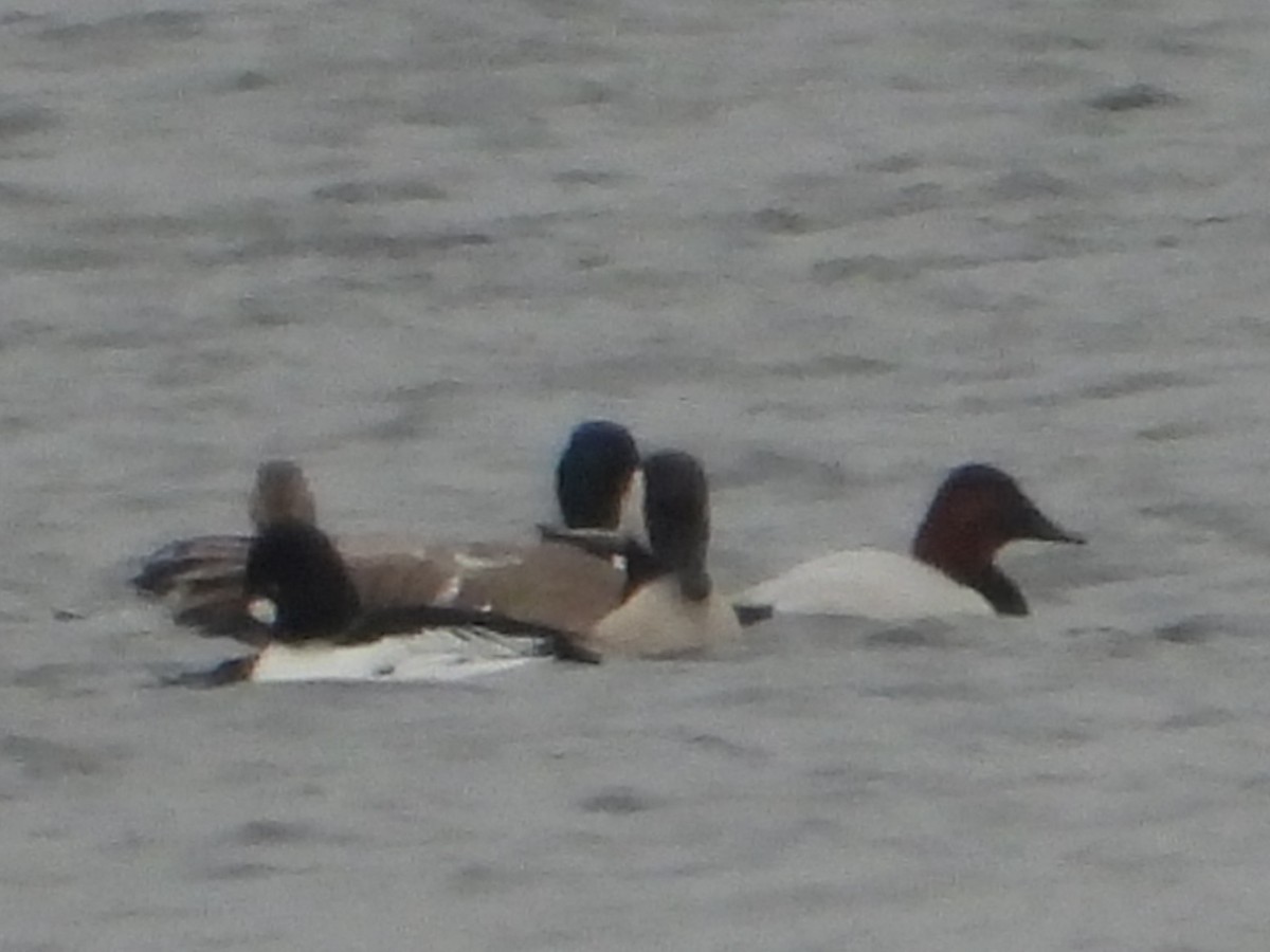 Murgilari bizkarzuria - ML647532055