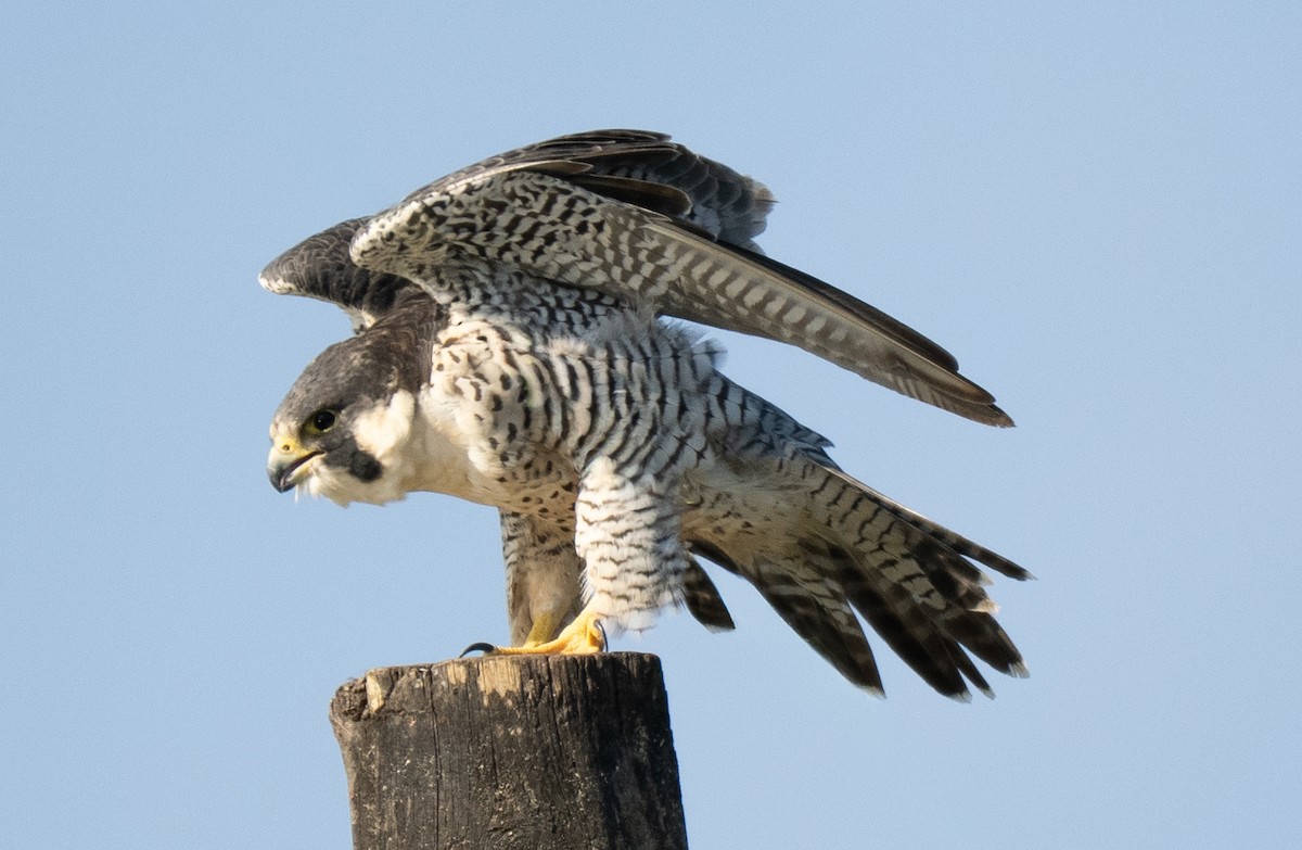 Peregrine Falcon - ML647532059