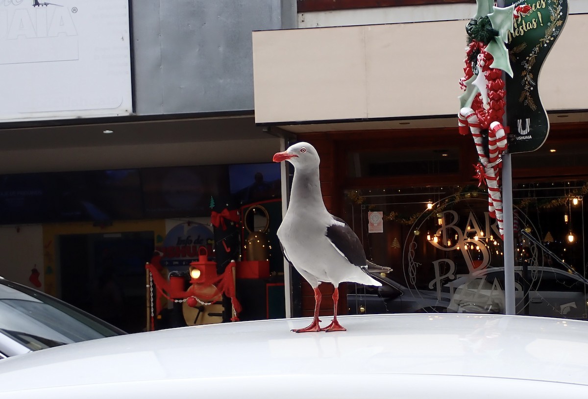 Dolphin Gull - ML647532065