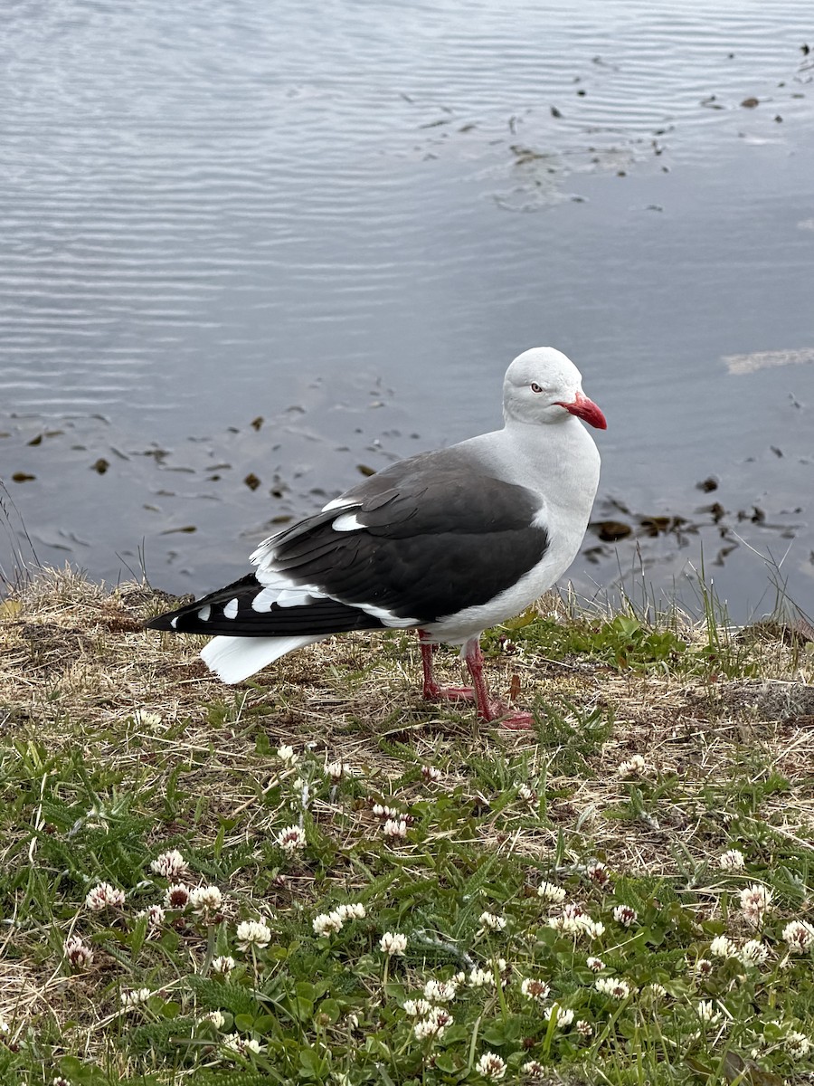 Dolphin Gull - ML647532080
