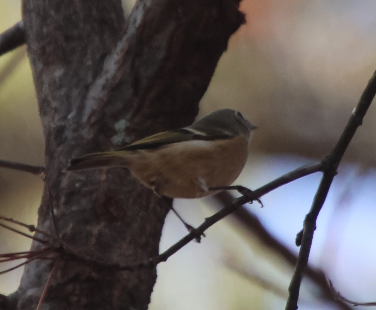 králíček americký - ML647532082