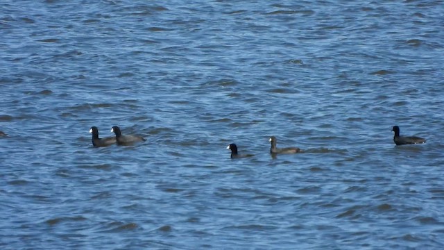 Американская лысуха - ML647532083