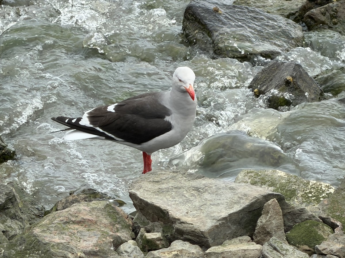 Dolphin Gull - ML647532088