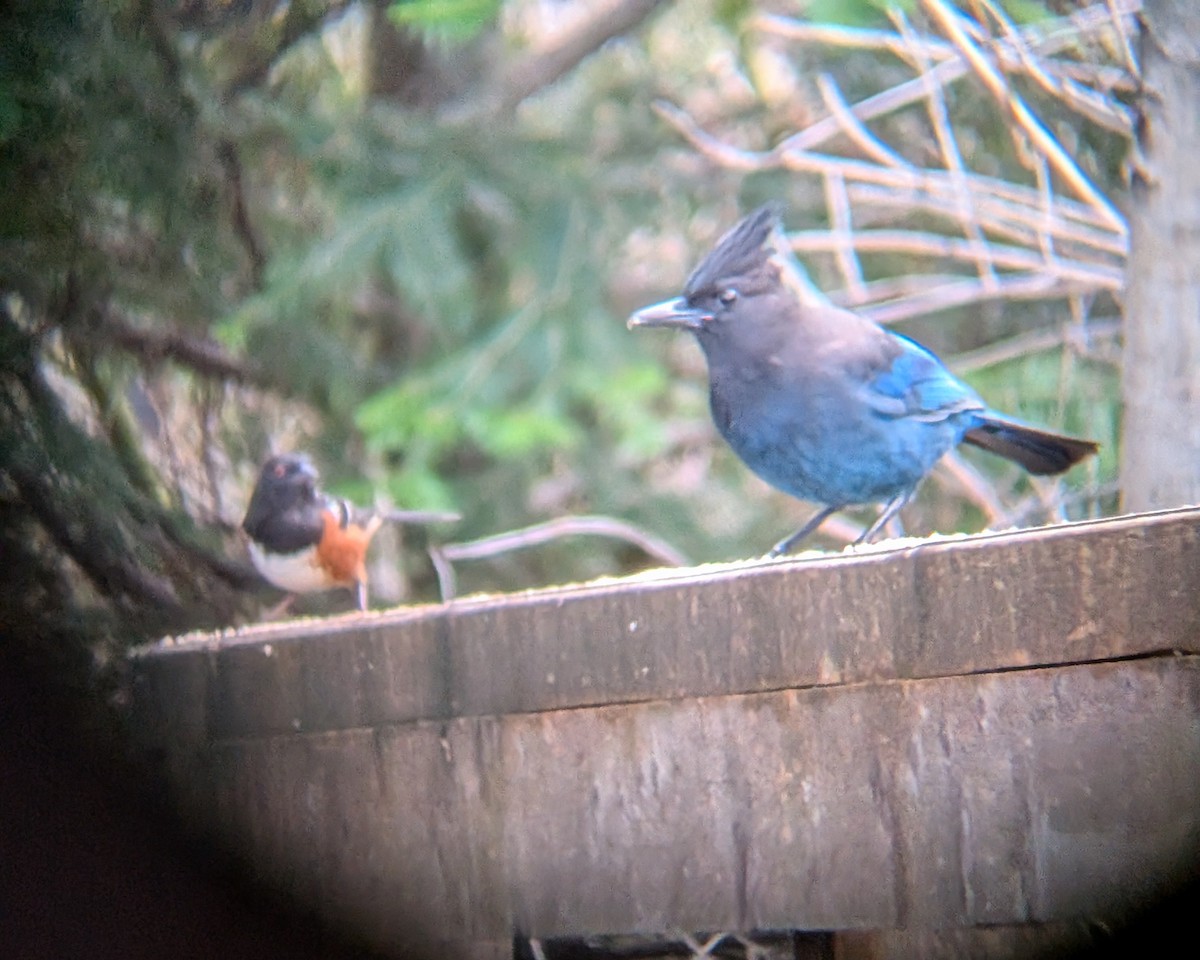 Steller's Jay - ML647532107