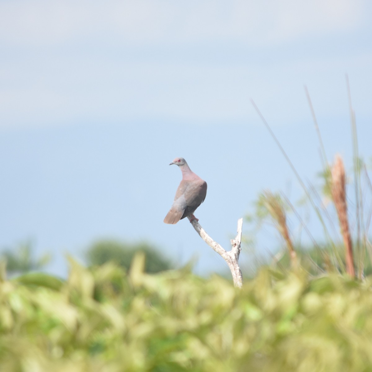 Pale-vented Pigeon - ML647532109