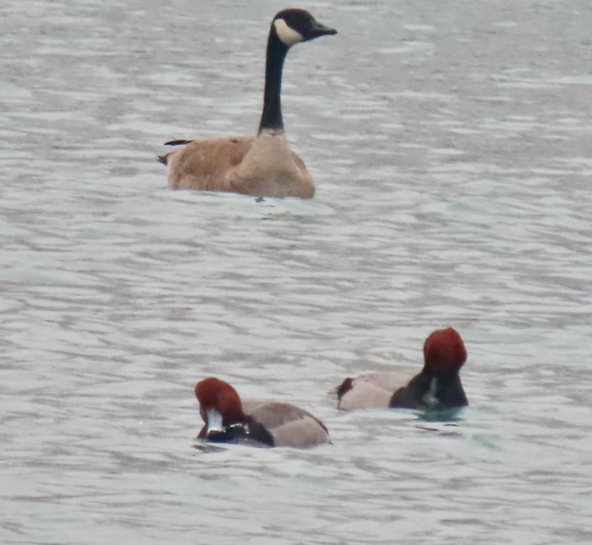 Canada Goose - ML647532115