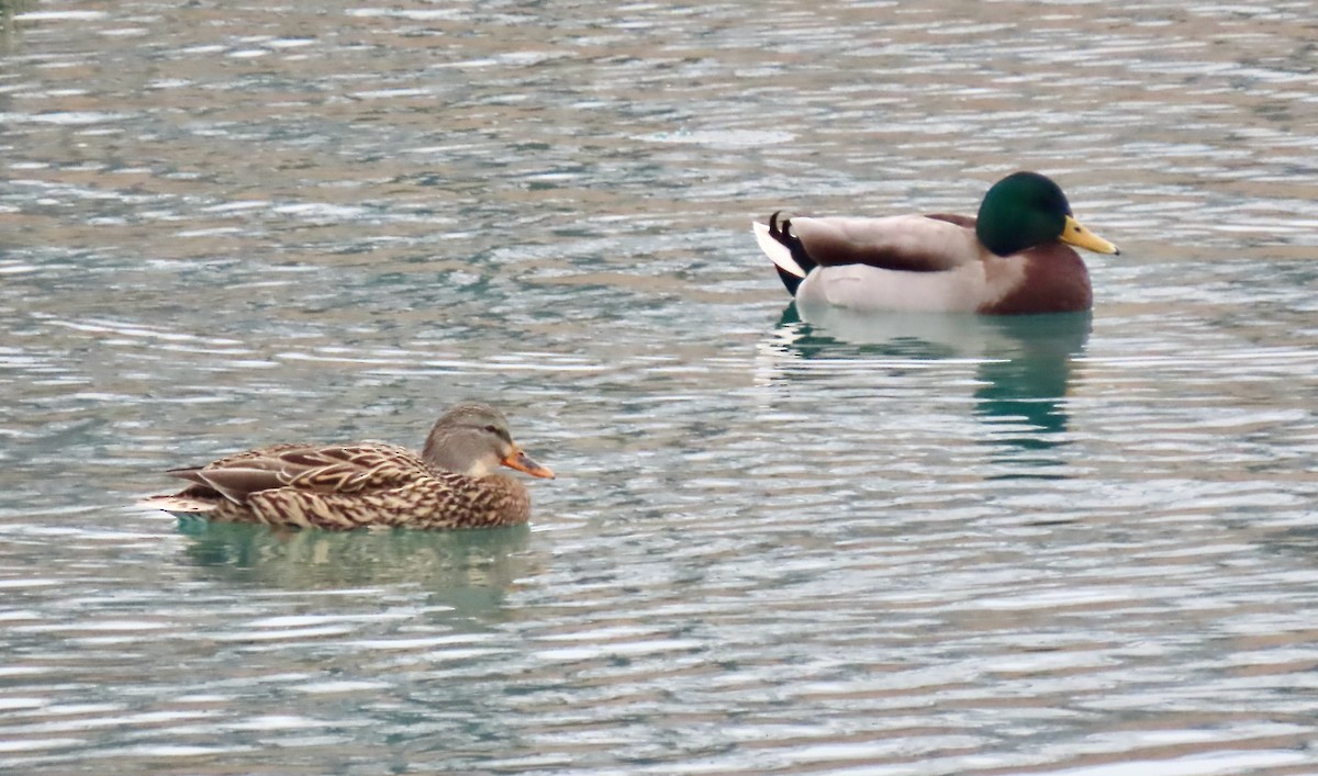 Mallard - ML647532136