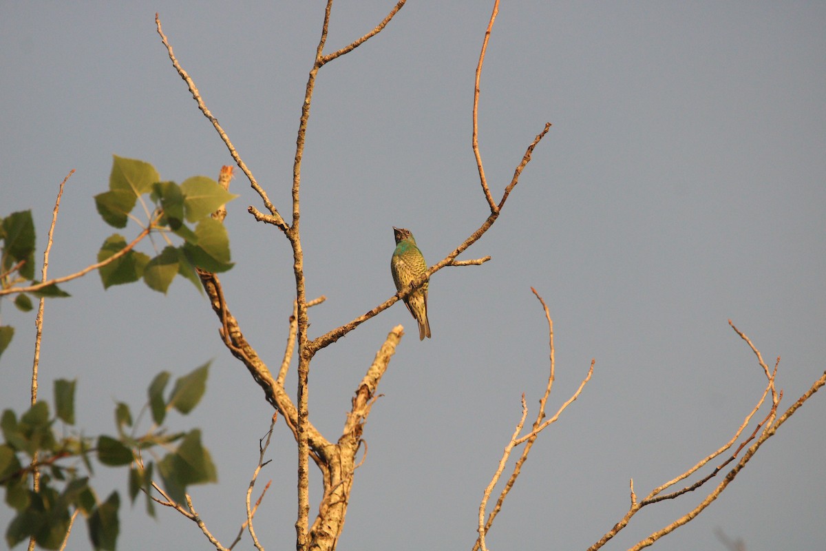 Swallow Tanager - ML647532150