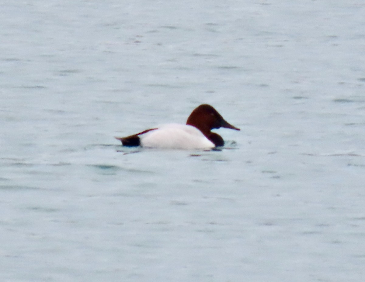 Canvasback - ML647532163