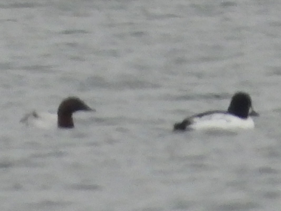 Murgilari bizkarzuria - ML647532173