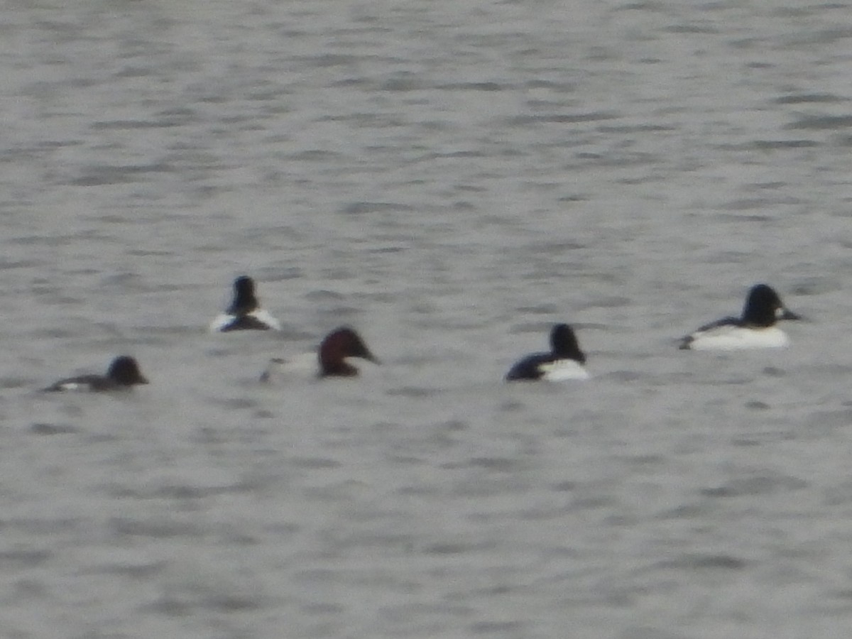 Schellente - ML647532179