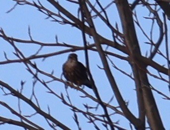 Merlin - ML647532181