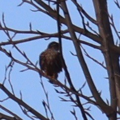 Merlin - ML647532183