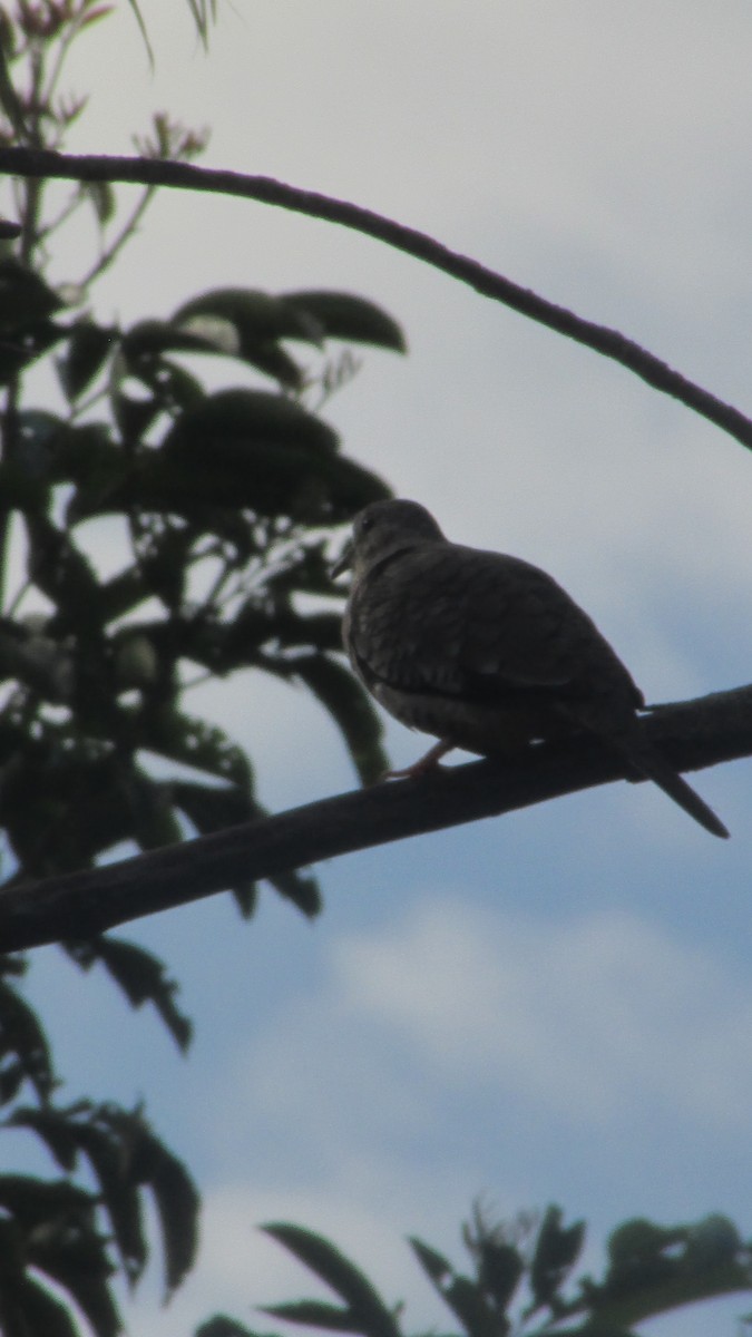 Schuppentäubchen - ML647532184