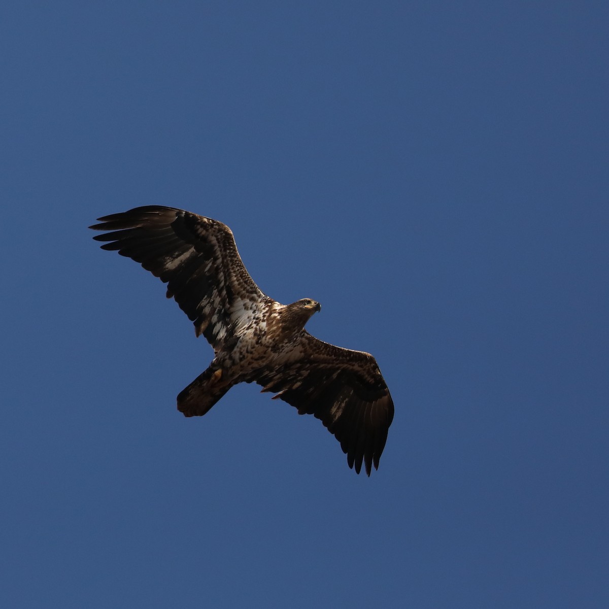 Weißkopf-Seeadler - ML647532186