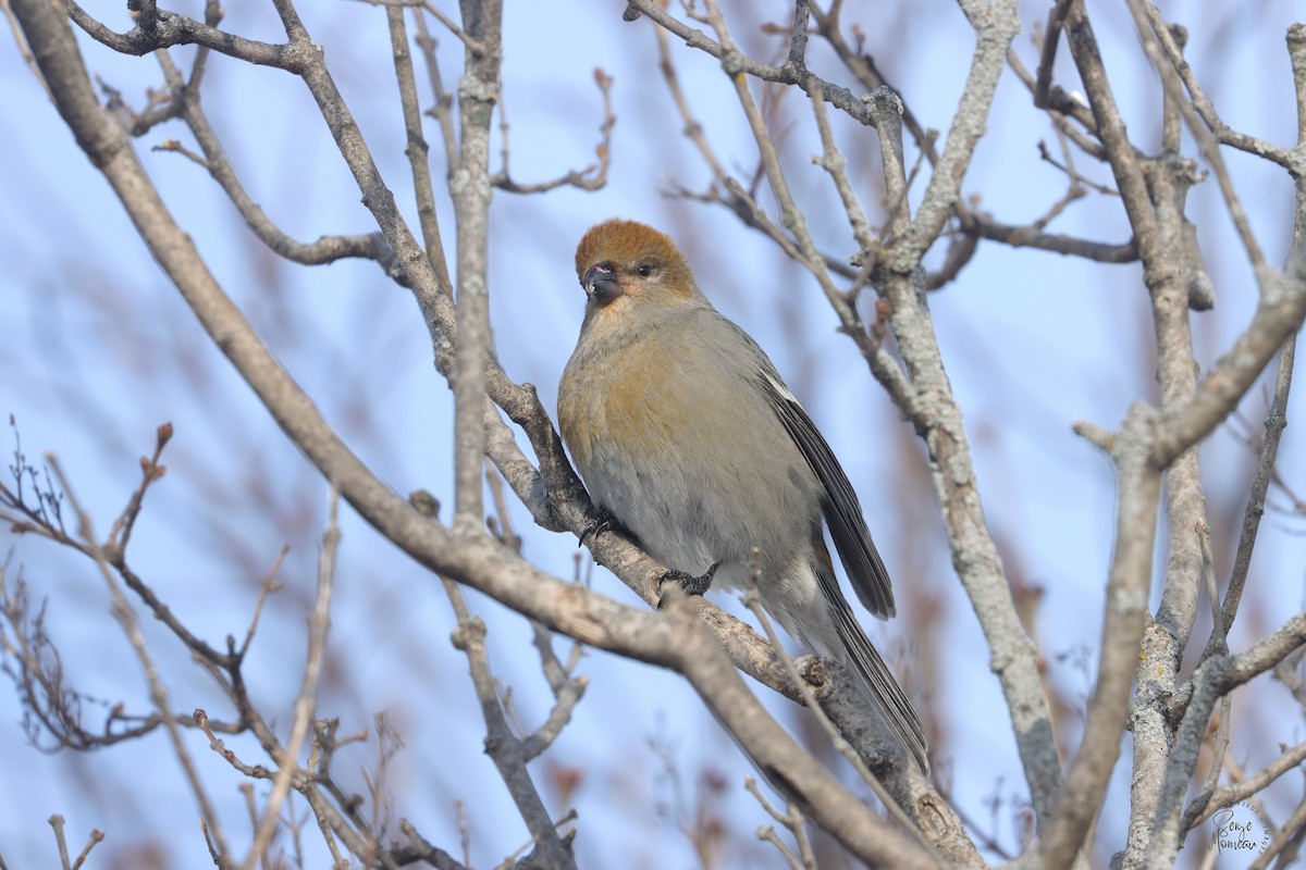 Hakengimpel - ML647532187