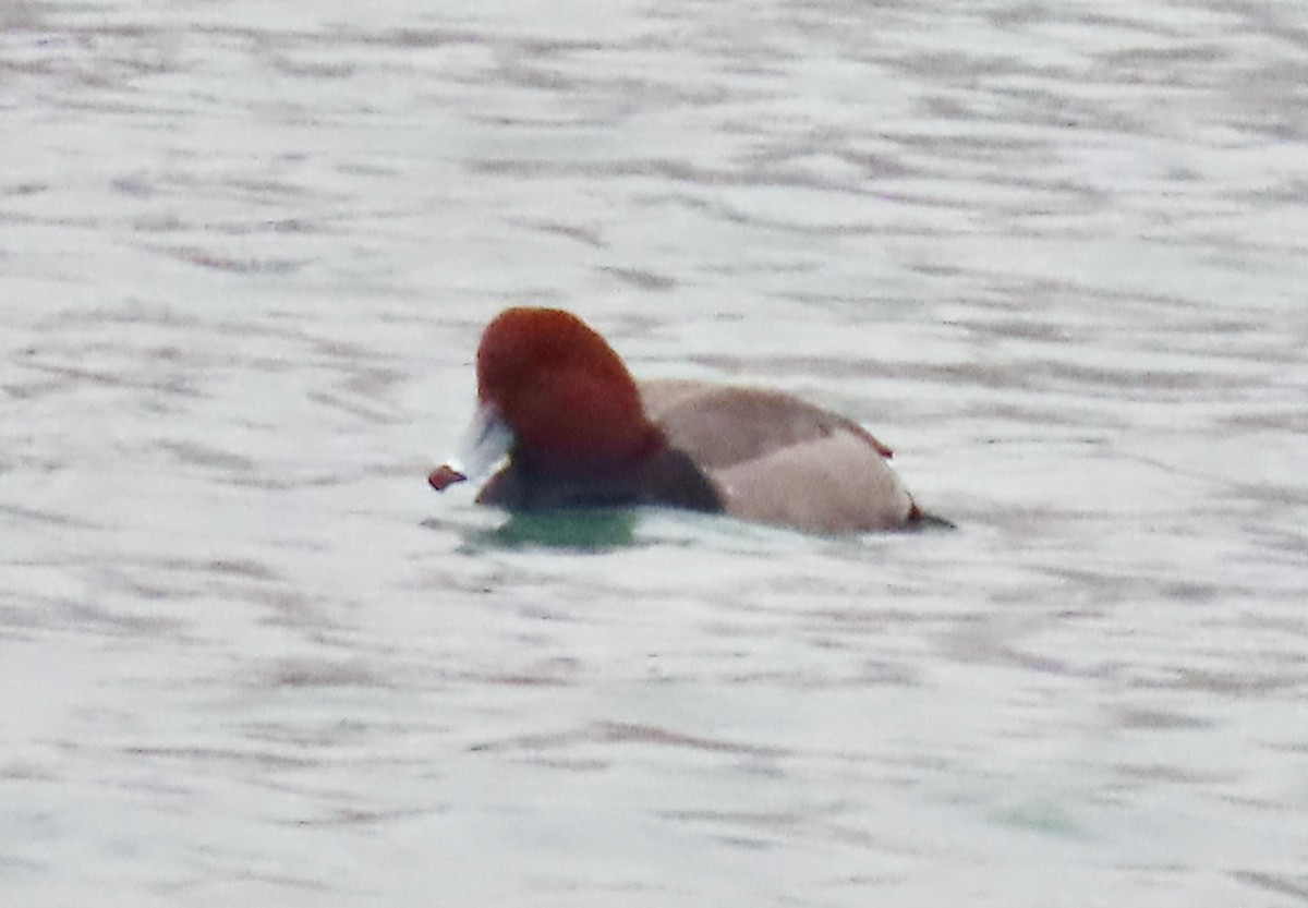 Rotkopfente - ML647532188