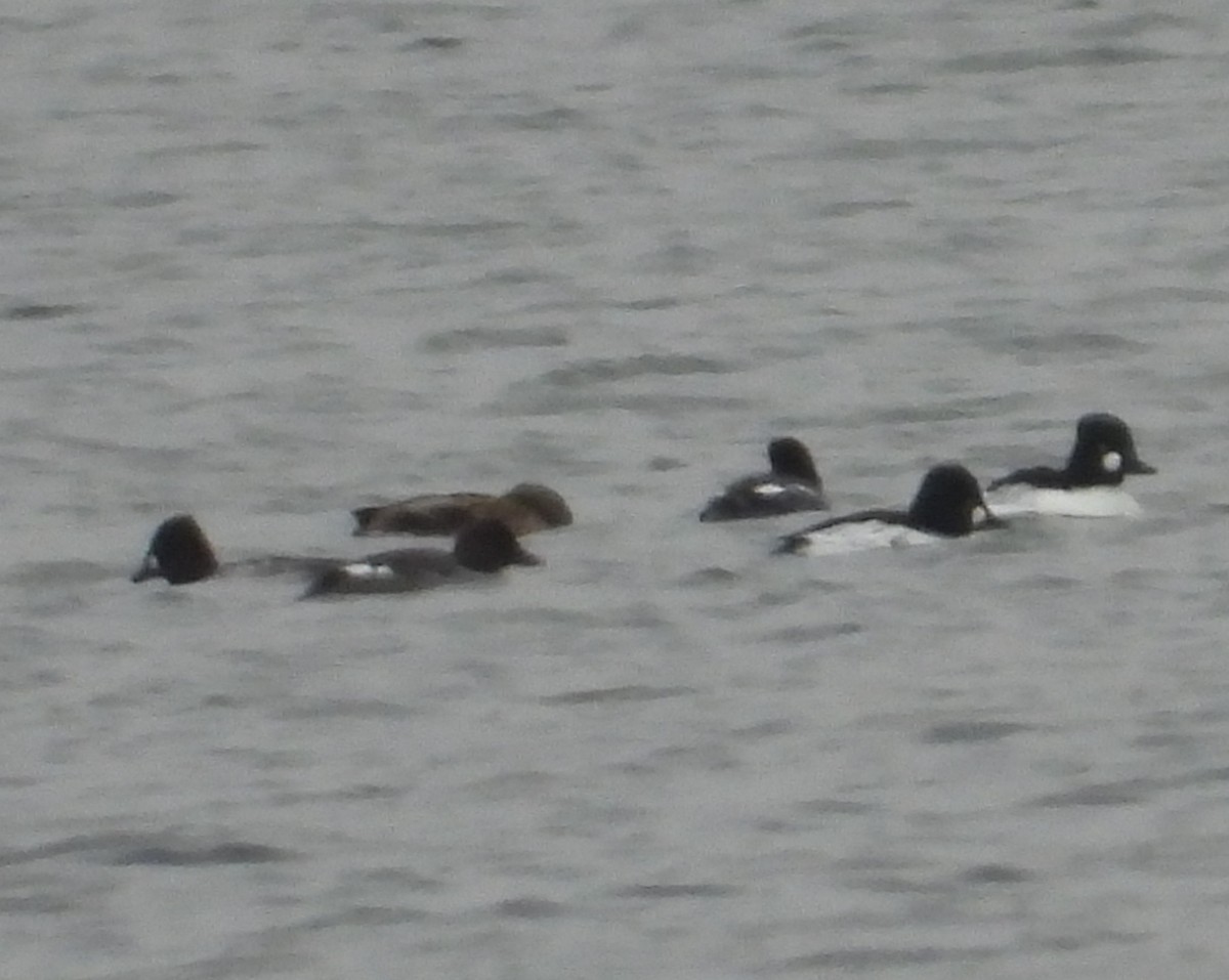 Schellente - ML647532189