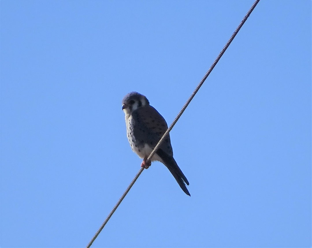 Buntfalke - ML647532190