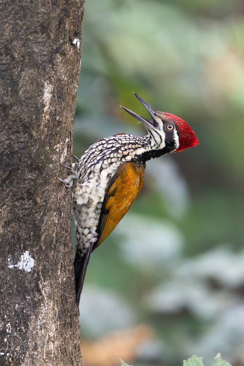 Malabarsultanspecht - ML647532194