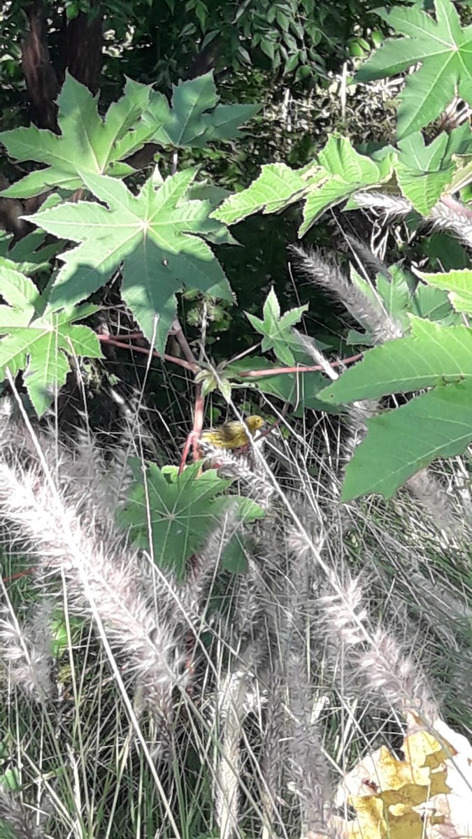 Safrangilbtangare - ML647532195