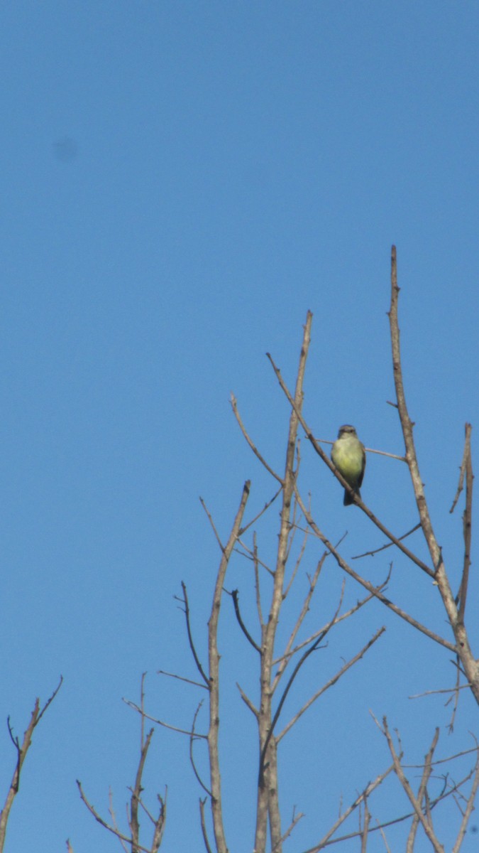 Graubraun-Kleintyrann - ML647532200