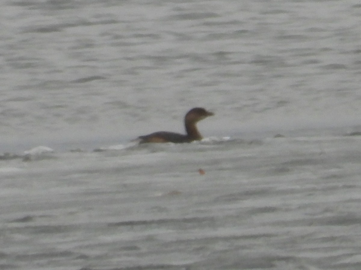 Bindentaucher - ML647532201