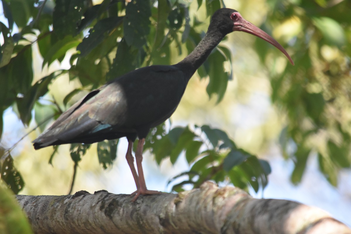 Nacktzügelibis - ML647532204